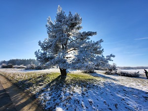 Baum im Winter