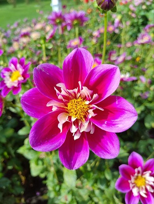 Blume