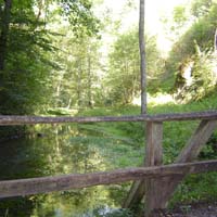 Brücke im Wald